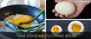 Гусиные яйца польза и вред как готовить