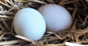 Утиные яйца польза и вред для мужчин