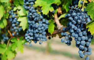 Темный виноград польза и вред для организма