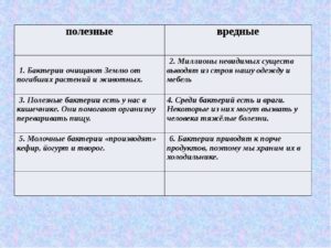 Вред и польза бактерий в жизни человека