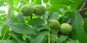 Зеленый грецкий орех вред и польза и вред