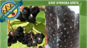 Польза и вред черноплодной рябины для женщин