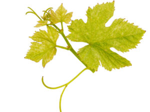 Виноградные листья польза и вред для организма