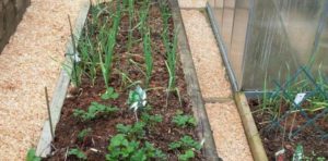 Свежие опилки в огороде польза или вред