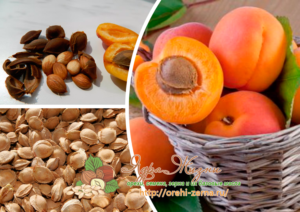 Абрикосовые орехи польза и вред для здоровья