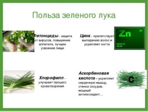 Зеленый лук польза и вред для организма