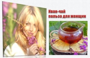 Чай иван чай польза и вред для женщин