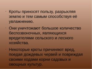 Узнай какую пользу и какой вред приносят почве кроты