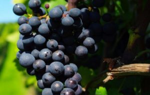Темный виноград польза и вред для организма