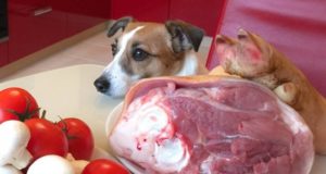 Сырое мясо для собак польза или вред