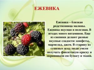 Польза и вред ежевики для организма человека