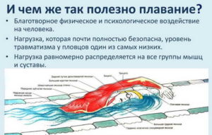 Польза и вред от плавания в бассейне