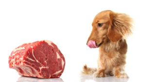 Сырое мясо для собак польза или вред
