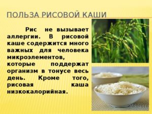 Рисовая каша польза и вред для ребенка