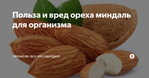 Миндаль орех польза и вред для организма