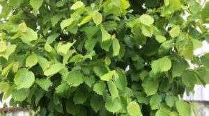 Лист лесного ореха лист польза и вред