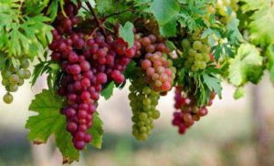 Виноград польза и вред для организма калорийность на 100 грамм