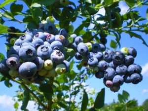 Голубика садовая польза и вред для здоровья