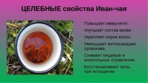 Иван чай для сердца польза или вред