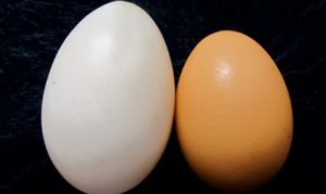 Утиные яйца польза и вред для мужчин