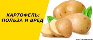 Польза и вред картошки для организма человека