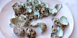 Скорлупа перепелиных яиц польза и вред как принимать