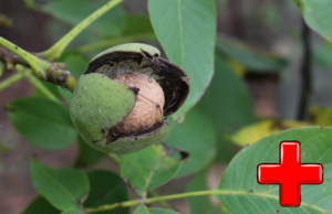 Грецкий орех в саду польза и вред растениям