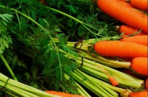 Морковь при сахарном диабете 2 типа польза и вред