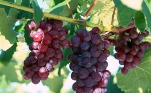 Виноград лидия польза и вред для организма