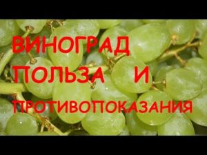 Свежий виноград вред и польза и вред