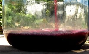 Вино из винограда изабелла вред и польза