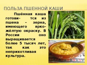 Польза и вред пшенной каши для человеческого организма