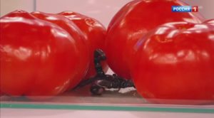Вред и польза томатов на почки или печени