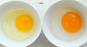 Белок и желток яйца польза и вред