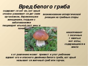 Белый гриб польза и вред для организма