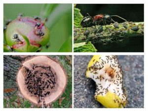 Лесные муравьи в саду польза и вред
