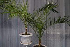 Финиковая пальма польза и вред для дома