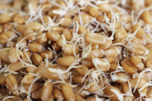 Проростки пшеницы вред и польза и вред