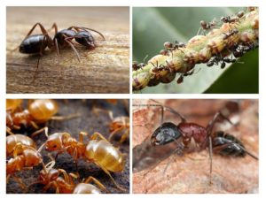 Рыжие муравьи на даче польза или вред
