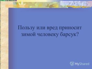 Пользу или вред приносит барсук человеку зимой