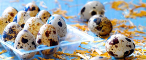 Все о перепелиных яйцах польза и вред