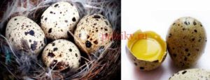 Сырые перепелиные яйца натощак польза и вред