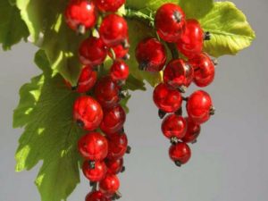 Листья красной смородины польза и вред для здоровья