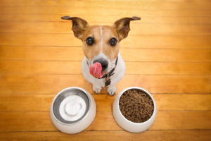 Сухой корм для собак вред или польза