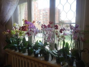 Орхидея фаленопсис польза и вред для дома