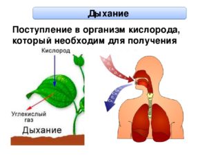 Чистый кислород для дыхания польза и вред