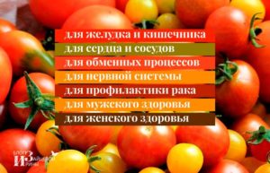 Вред и польза помидор для здоровья человека