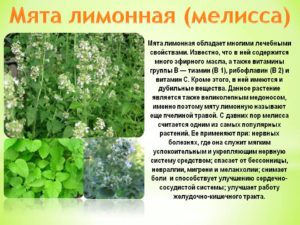 Трава мелисса лечебные свойства польза и вред