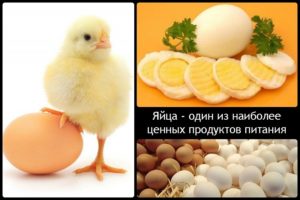 Польза и вред яичных продуктов в питании человека