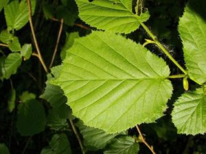 Лист лесного ореха лист польза и вред